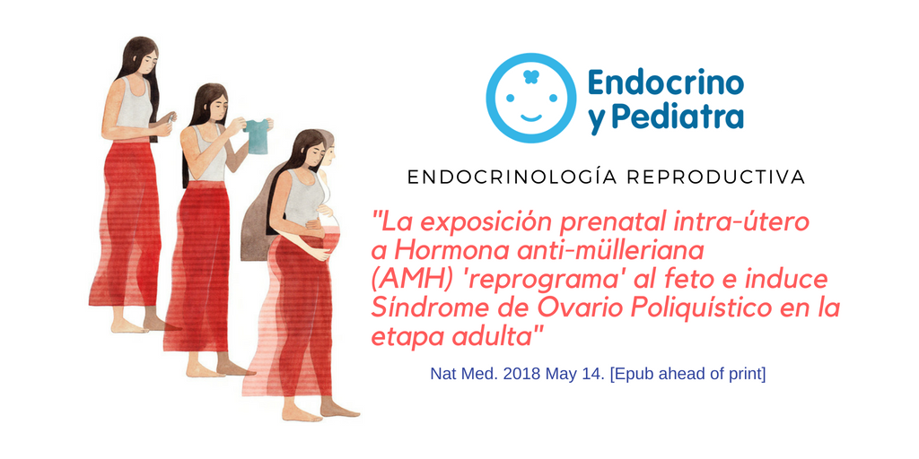 Endocrino_PED's tweet photo. Origen #FETAL de #ENFERMEDADES de la edad #ADULTA ➡️ SÍNDROME DE OVARIO POLIQUÍSTICO #SOP:
🔴En el 2T, las 🤰con SOP tienen ⬆️ de #AMH (vs🤰sin SOP)
⚫️AMH altera a neuronas GnRH e induce SOP
🔵Análogos de GnRH 'normalizan' fenotipo
🌟 https://t.co/Hyw4Wd5cUl #Endocrinología https://t.co/svDBRASrPC