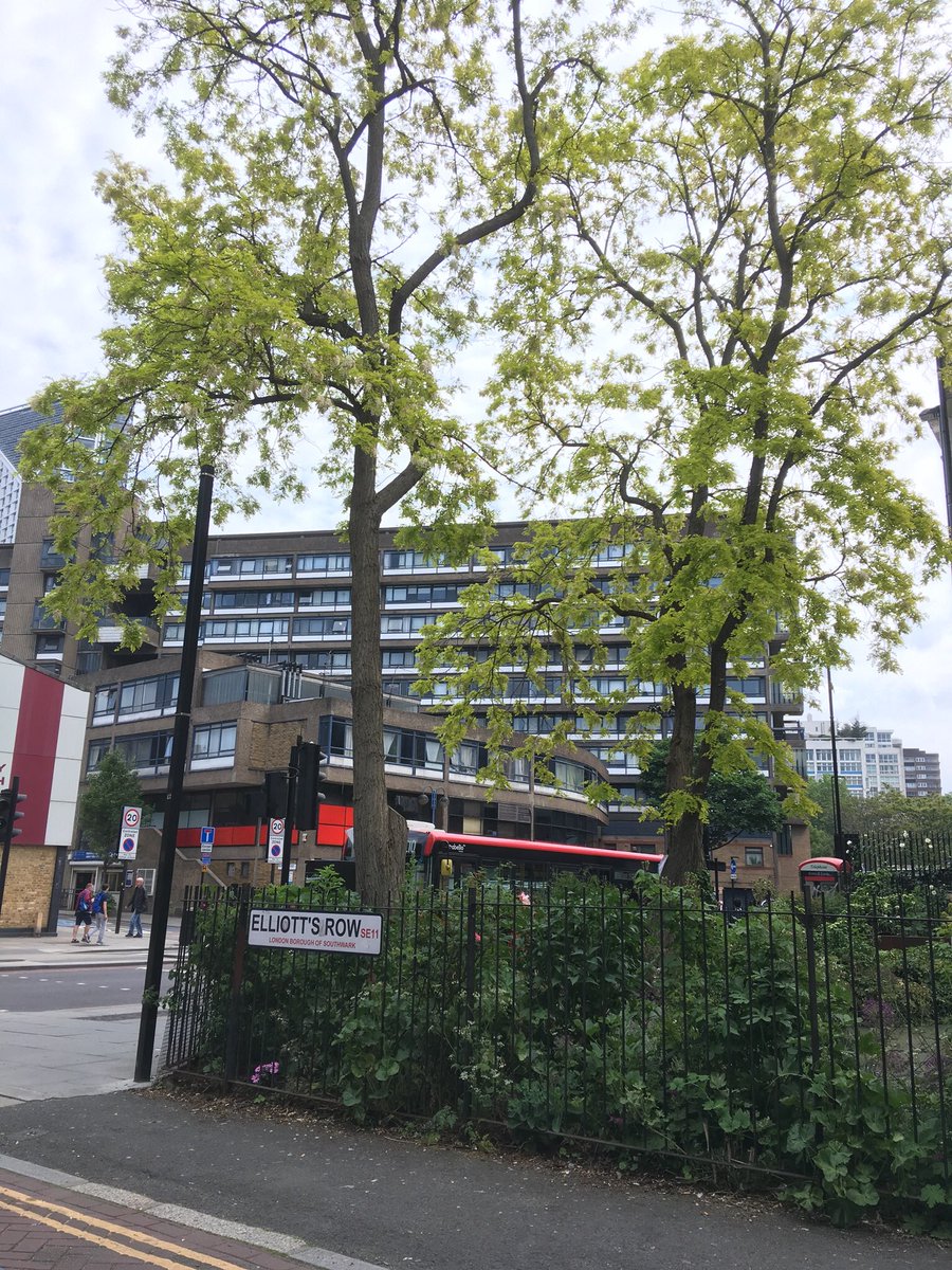 Richard_001's tweet photo. Sad day to see the four remaining trees in the Elliott’s Row Pocket Park be felled due to rot in the trunks from years of council neglect and damaging ivy. At least sorted now (two photos taken yesterday before the felling began) https://t.co/BmjIhKi1rt