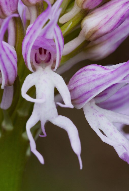 Just found there’s an orchid called ‘The Naked Man’ because, well, that’s what it looks like and I’m not even going to pretend that it hasn’t amused me.