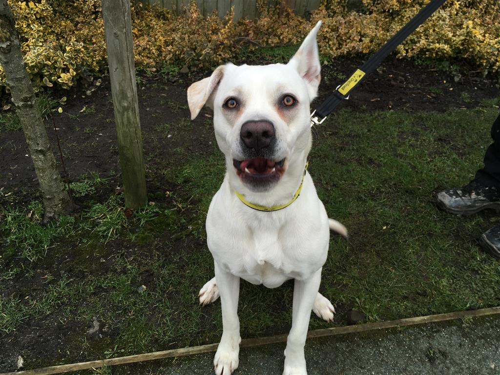 Dotty didn't quite grasp the idea of #tongueouttuesday so gave us a gorgeous smile for the camera instead!
bit.ly/2FNXN4c
#crossbreedsofinstagram  #adoptdontshop  #adogisforlife  #rescuedog  #specialsomeone  #dogstrust #dogstrustmanchester #giveadogahome