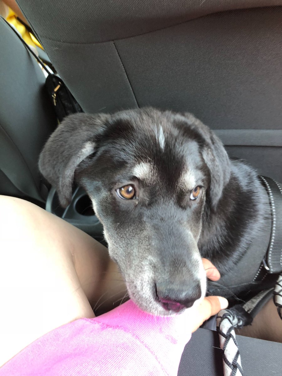 Iliandir's tweet photo. Weekend away in #spain, visiting friends, helping out with the rescue dogs and missing #home again :) until next time! #iwillbeback https://t.co/l4OVOGlQT5