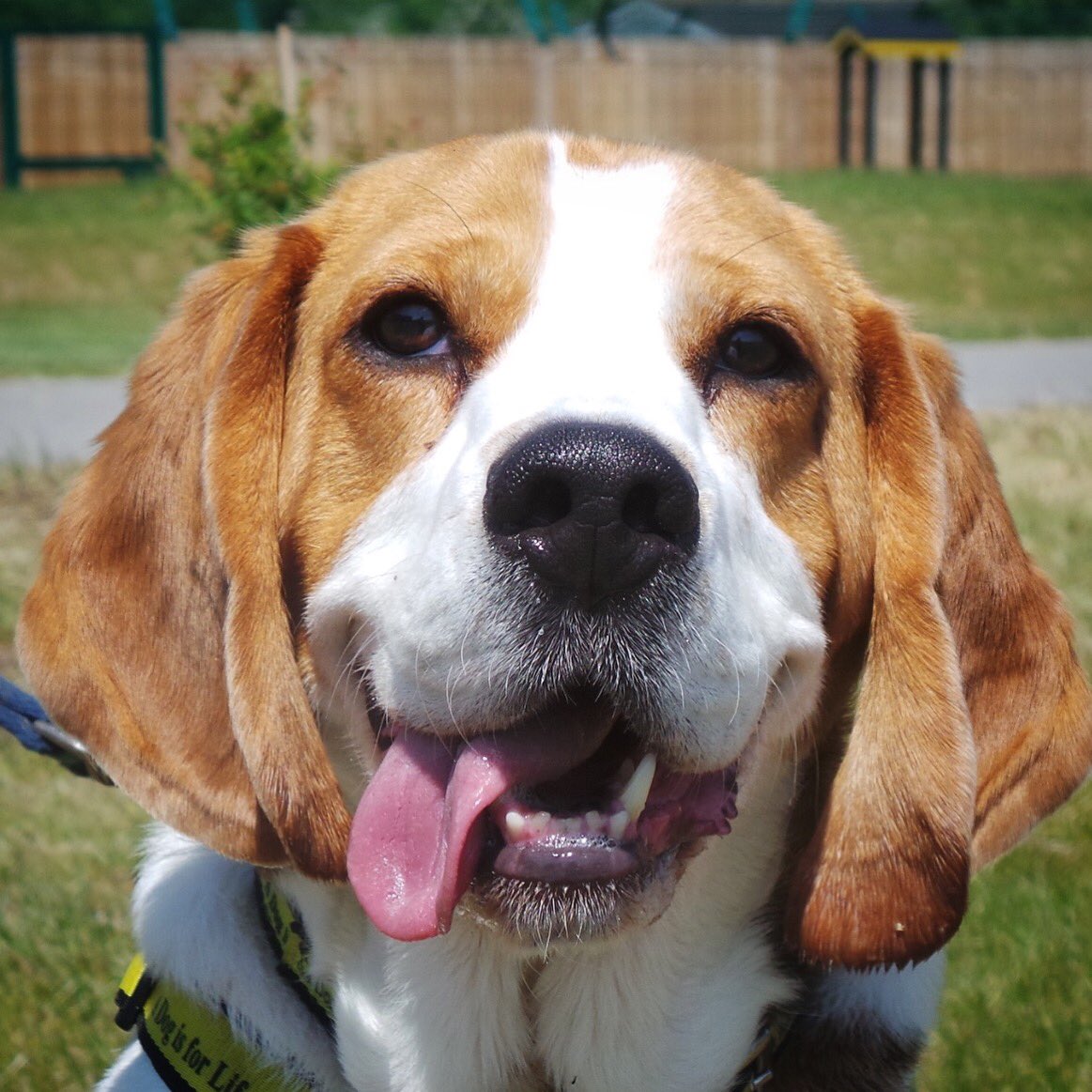 This weeks cheeky #tongueouttuesday is Milo the beagle! 🐶 He’s got oodles of character waiting for the right home... find out more about him here 👉🏼 dogstrust.org.uk/rehoming/dogs/… <a href="/DogsTrust/">Dogs Trust 💛🐶</a>