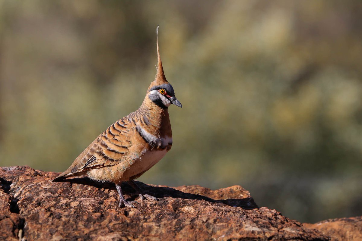 thejennabird's tweet photo. #BirdoftheDay is the fantastic Spinifex Pigeon (Geophaps plumifera). Found in the dry, arid grasslands of Australia; they live in small colonies exclusively near permanent water sources. 

[Photo (c) Ged Tranter/Macaulay Library at the Cornell Lab of Ornithology] https://t.co/9GMmCIO5mf