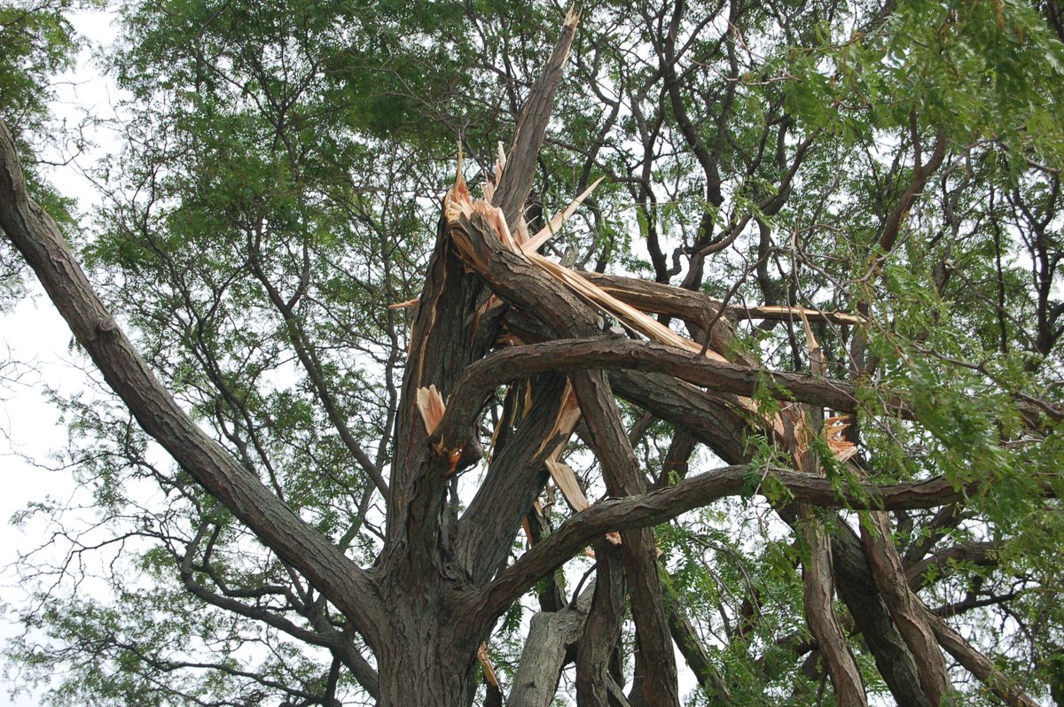 urbanforestSREF's tweet photo. Please join us on Wed., May 22nd at 1pm Eastern for part II of a Storm-Resilient Urban Forests webinar by Dr. Richard Hauer, University of Wisconsin-Stevens Point. https://t.co/JJkEpPXjM5 https://t.co/8R5nqwIQ12