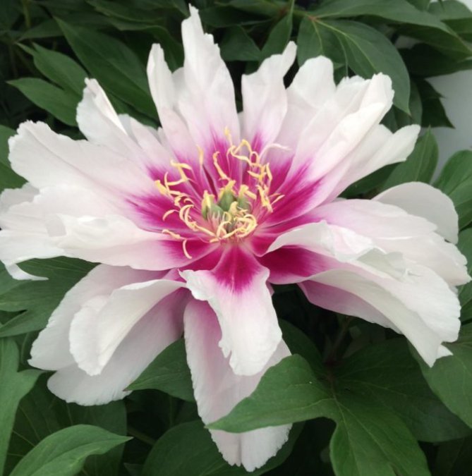 Hampton Nursery (hampton_nursery) Twitter