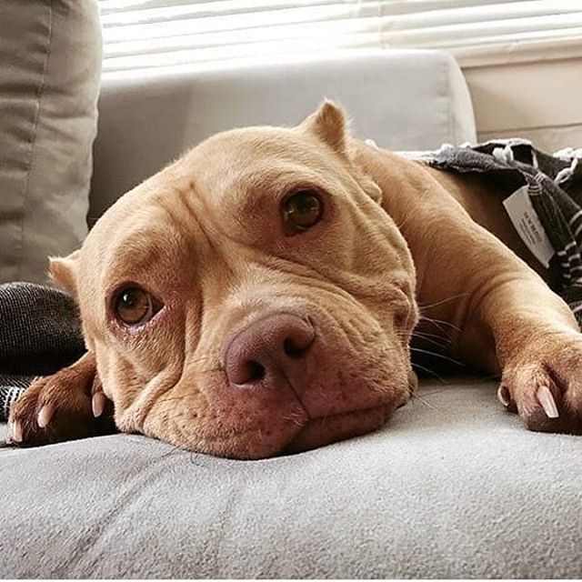 Tag a friend who wants to see this 💜👇
Credits: @theladyshortcake *
*
*
*
*
#pitbullvixens #pitbullgram #pitbullrescue #pitbullofinstagram 
#pitbullpuppies #pitbullproblems 
#pitbullsarelove