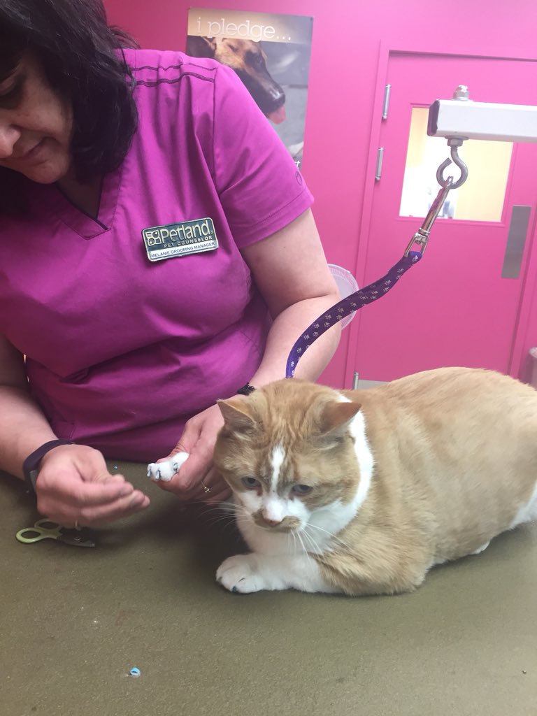 PetlandCA's tweet photo. Getting ready for @yegcatfest this weekend! Come and visit Alberta Animal Services and us on Saturday May 26th from 10 to 5 at the MacEwen Robbins Health Centre in Edmonton.
#yegcatfest #catsrule #yeg #kittycaps https://t.co/gcOd2BBNJZ