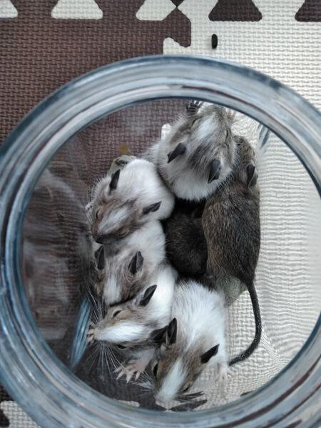 Degu Shopten Degushopten Twitter