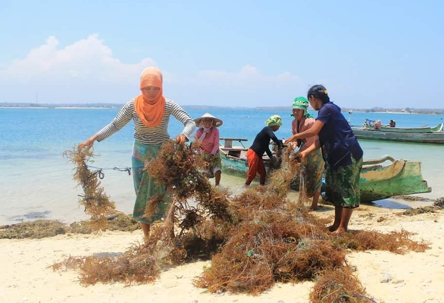 birulautbiru's tweet photo. Perempuan perempuan tangguh ujung tombak peningkatan produksi kelautan perikanan, Seriwe-  Lombok @susipudjiastuti @BudidayaKKP @BBRBLPP_Bali https://t.co/RdTLS1Aw0s