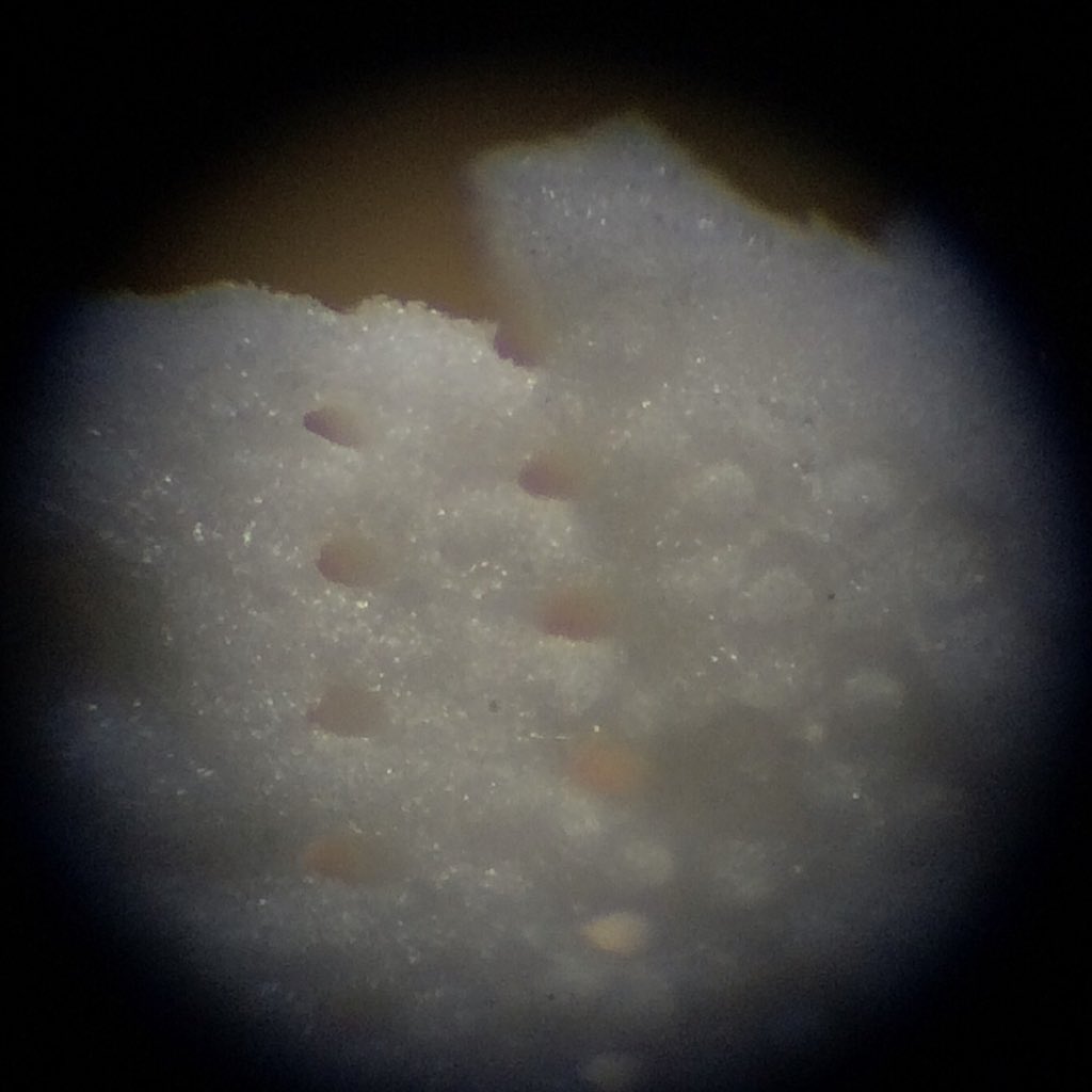 小さい顕微鏡を手に入れました。ミクロい世界はたのし〜 