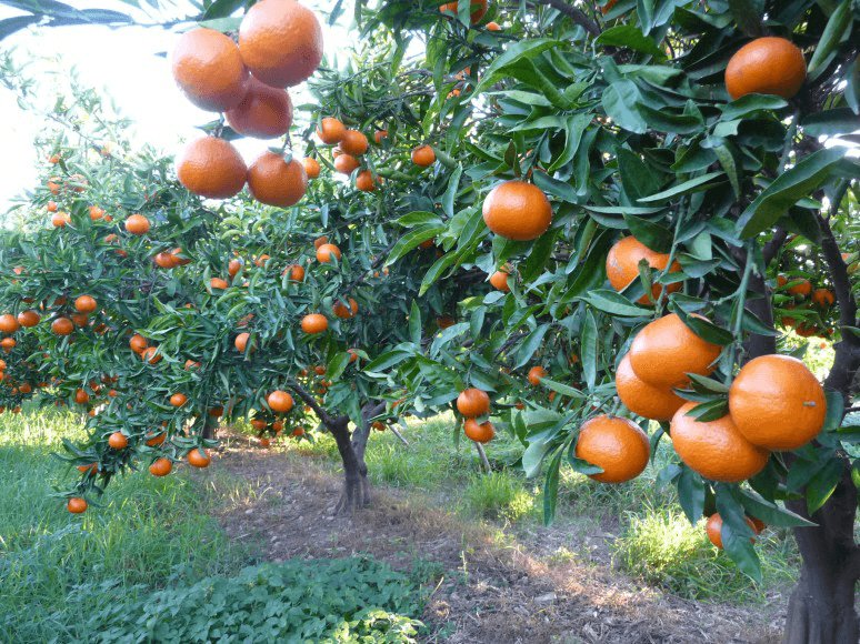 thepacker's tweet photo. Chile expects bump up in clementine exports https://t.co/pAsorFuaId #freshproduce https://t.co/v8xQ1PoQOC