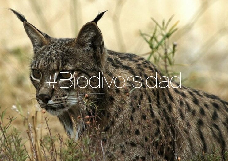 España es el país con más #biodiversidad de Europa. Contamos con más de 85.000 especies. #DiaMundialBiodiversidad