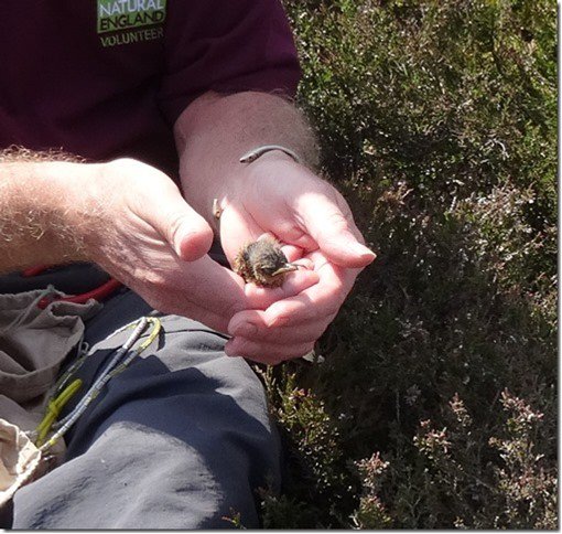 NE's #NorthWestNorfolk #Stonechat research project celebrated ringing its 300th chick this weekend! Star volunteers Irene Boston & Roger Skeen have located nests & colour ringed young. Please report any sightings to northwestnorfolkstonechats@gmail.com