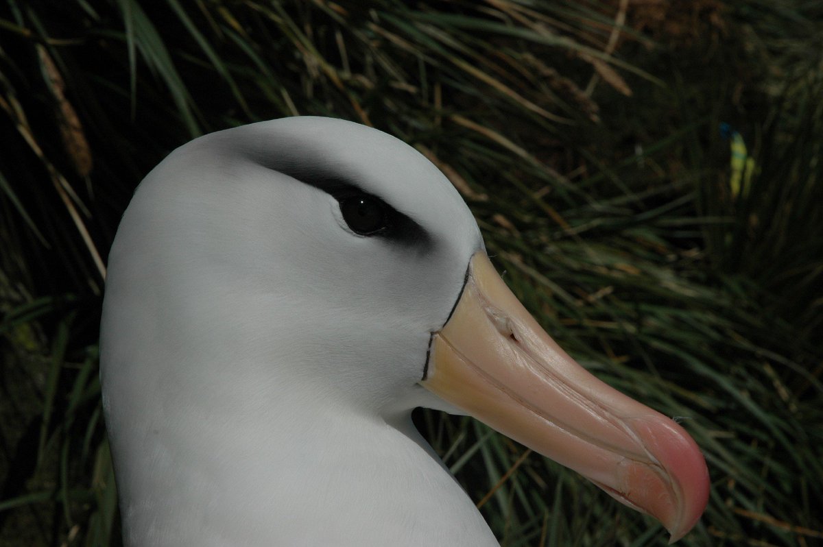 What do you get when @UN International Day of #Biodiversity #IDB2018 is on the same date as #WorldGothDay? Answer: a beautiful Black-browed #albatross, complete with black eyeliner and pale white feathers! bas.ac.uk/about/antarcti…