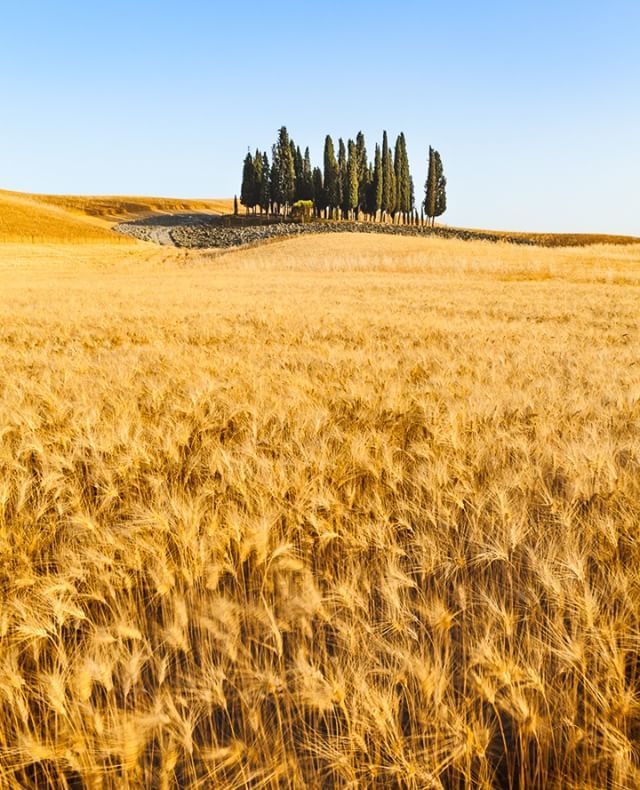 hot tuscany ☀️☀️☀️
.
.
.
#stocksy #valdorcia #tuscanhills #valdorciatour #tuscanstyle  #tuscanygram #igerstoscana #tuscanybuzz #tuscanylovers #discovertuscany #tuscanytour #tuscanytrail #tuscanystyle #tuscanyitaly #tuscanylove #tuscanytrip #tuscanywine #tuscanyphoto #whe…