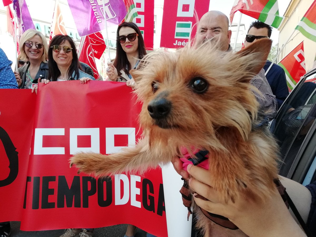 CCOO de Jaén tweet media