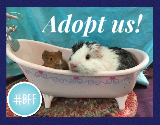 LAGuineaPigResc's tweet photo. Our “Bachelors of the Wheek” are ready to go home with you! Meet Storm (2yr) and his baby bro Stomper (2 months) - this pair has it all: looks and personality.💙 They're also our handsome tub models. Rub a dub dub - 2 pigs in a tub 🛀🐹🐹
#AdoptDontShop #guineapig #bff https://t.co/PP8IZ0Q7Za