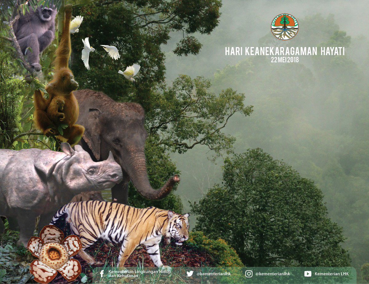 kemenhut_ri's tweet photo. Hari Keanekaragaman Hayati Internasional menjadi tonggak sejarah kesadaran masyarakat dunia, tentang pentingnya komitmen, pandangan, dan prinsip bersama, untuk menjaga kelestarian keanekaragaman hayati.

Selamat Hari Keanekaragam Hayati. 😊

#KLHK
#KeanekaragamanHayati https://t.co/fqFJ3PGnHM