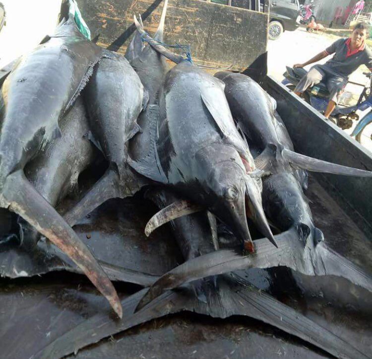 Sy Apid Tuti Handa tweet media