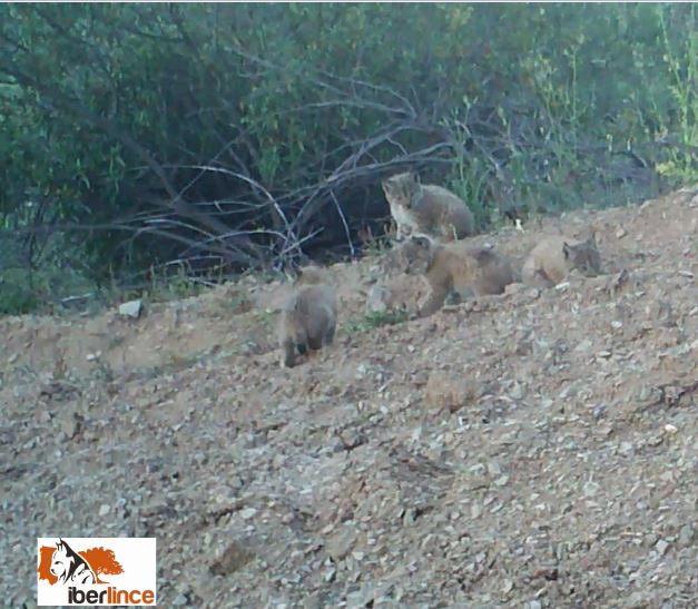 WWFespana's tweet photo. Estos 4 cachorros de lince han nacido en Portugal, en una de las zonas donde estamos recuperando a la especie gracias al trabajo de @iberlinceEU 😻 
Una imagen que nos llena de esperanza en el #DiaMundialBiodiversidad : los esfuerzos de conservación funcionan #ibd2018 https://t.co/w6q347EUTZ