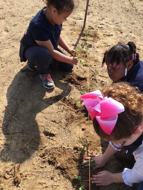 gobluestreaks's tweet photo. Venice Heights Elementary second graders took a field trip to J.H. Welnau Farm. They also started a community garden at Venice and got to experience the planting process first hand! #BlueStreakPride https://t.co/d8HqSdtFmM