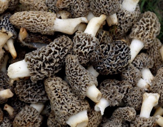 Tips for finding #morel mushrooms ow.ly/Wdjw30jVCVn via <a href="/StarTribune/">The Minnesota Star Tribune</a>!
