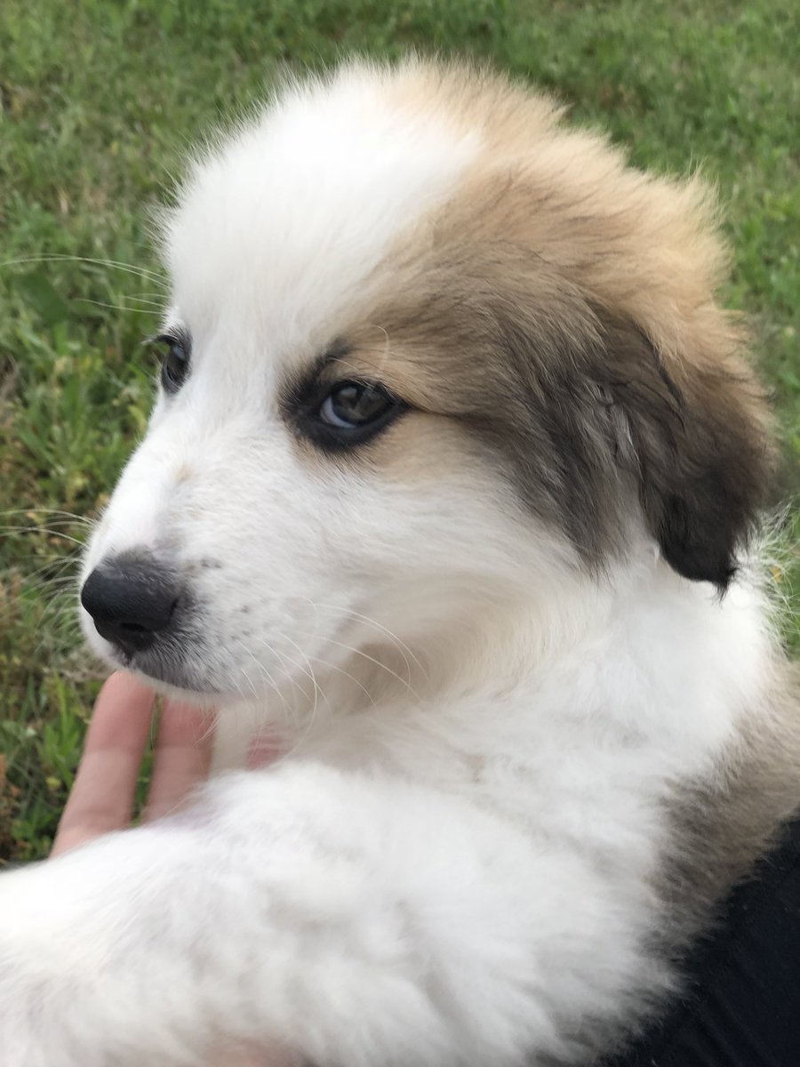 Melanie Pieper On Twitter Hey Guys This Is Kai An Australian Shepherd Great Pyrenees Mix He S 10 Weeks Old And 100 Adorable