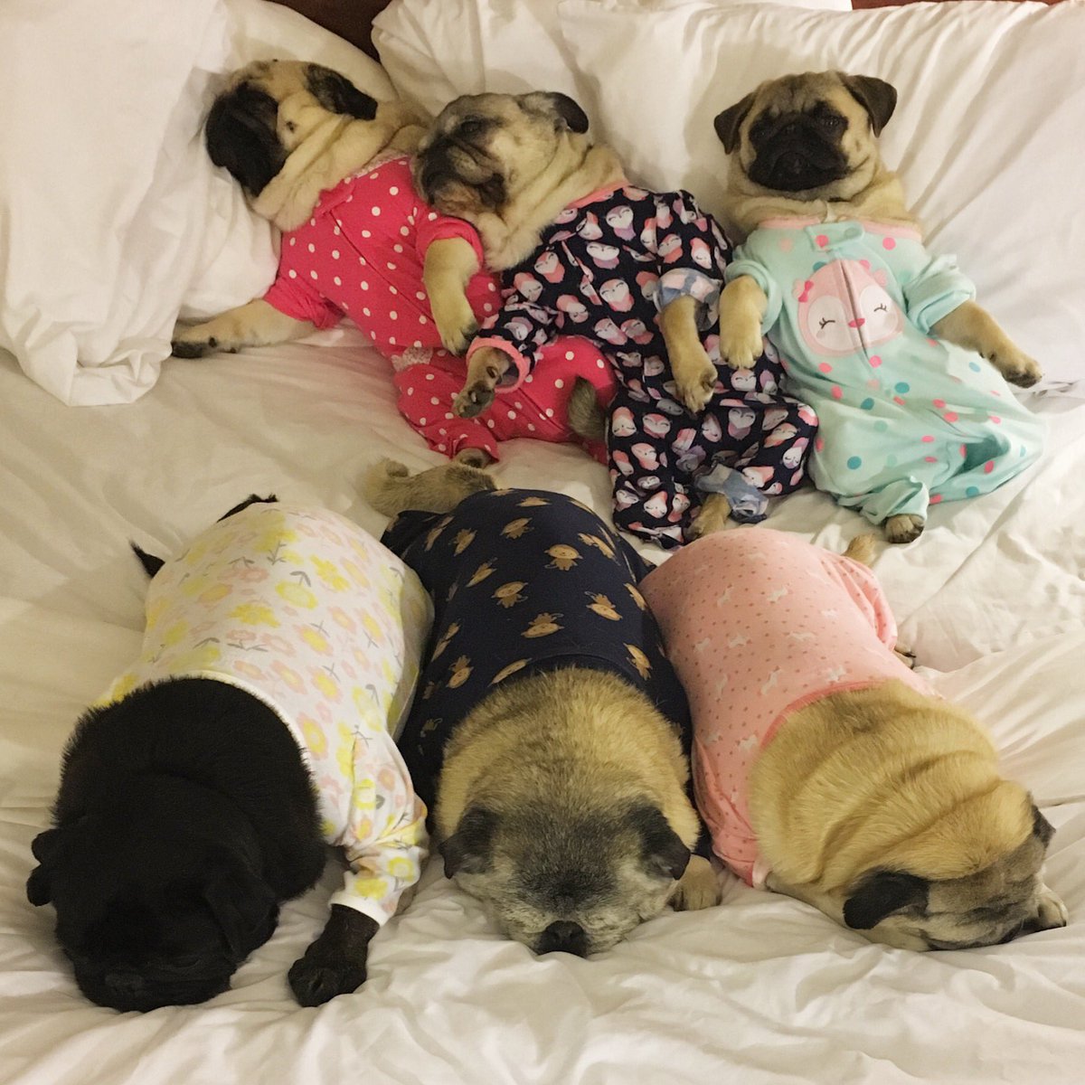 bed pugs