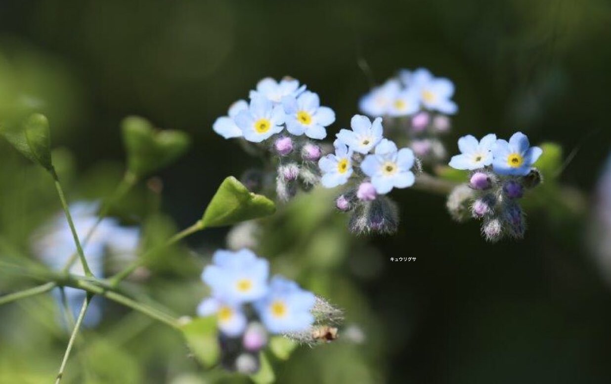 たけし キュウリグサ とワスレナグサの違いがようやくわかって来ました 盛岡の街でひっそりと咲いてました 勿忘草 キュウリグサ