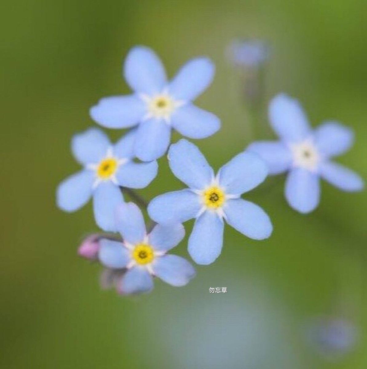 たけし A Twitter キュウリグサ とワスレナグサの違いがようやくわかって来ました 盛岡の街でひっそりと咲いてました 勿忘草 キュウリグサ