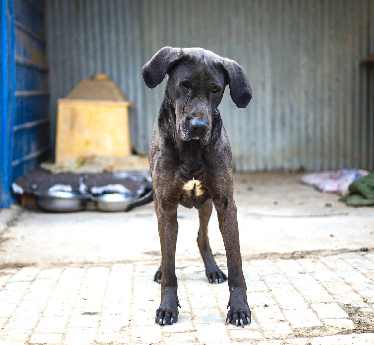 NDLB2016's tweet image. Meet THOR. He was next on the butcher's block when we rescued him from a slaughterhouse shutdown in January. This gentle giant is fully recovered at our shelter.
nodogsleftbehind.com/donate
Help Us Shutdown more slaughterhouses and save more dogs like THOR. 
#stopyulin2018 #stopyulin