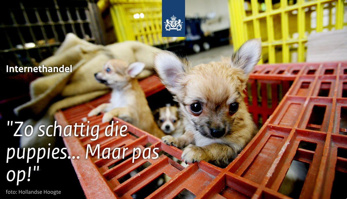 NVWADierwelzijn's tweet photo. Ook in het #jaarverslag 2017 van de NVWA: internethandel met extra aandacht voor puppyhandel - https://t.co/55HaP945uF #dierenwelzijn #diergezondheid https://t.co/azqBlRKVj3