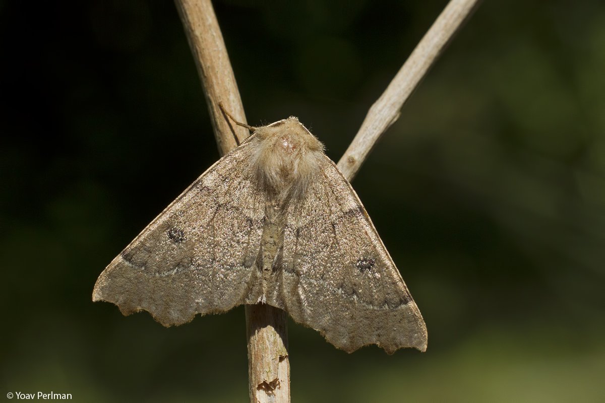 yoavperlman's tweet photo. Scalloped Hazel, subtle beauty. Started career last night as #bathroommoth, then taken out to garden this morning for quick photo
#Norwich
#teammoth https://t.co/9YJVBVm2B8