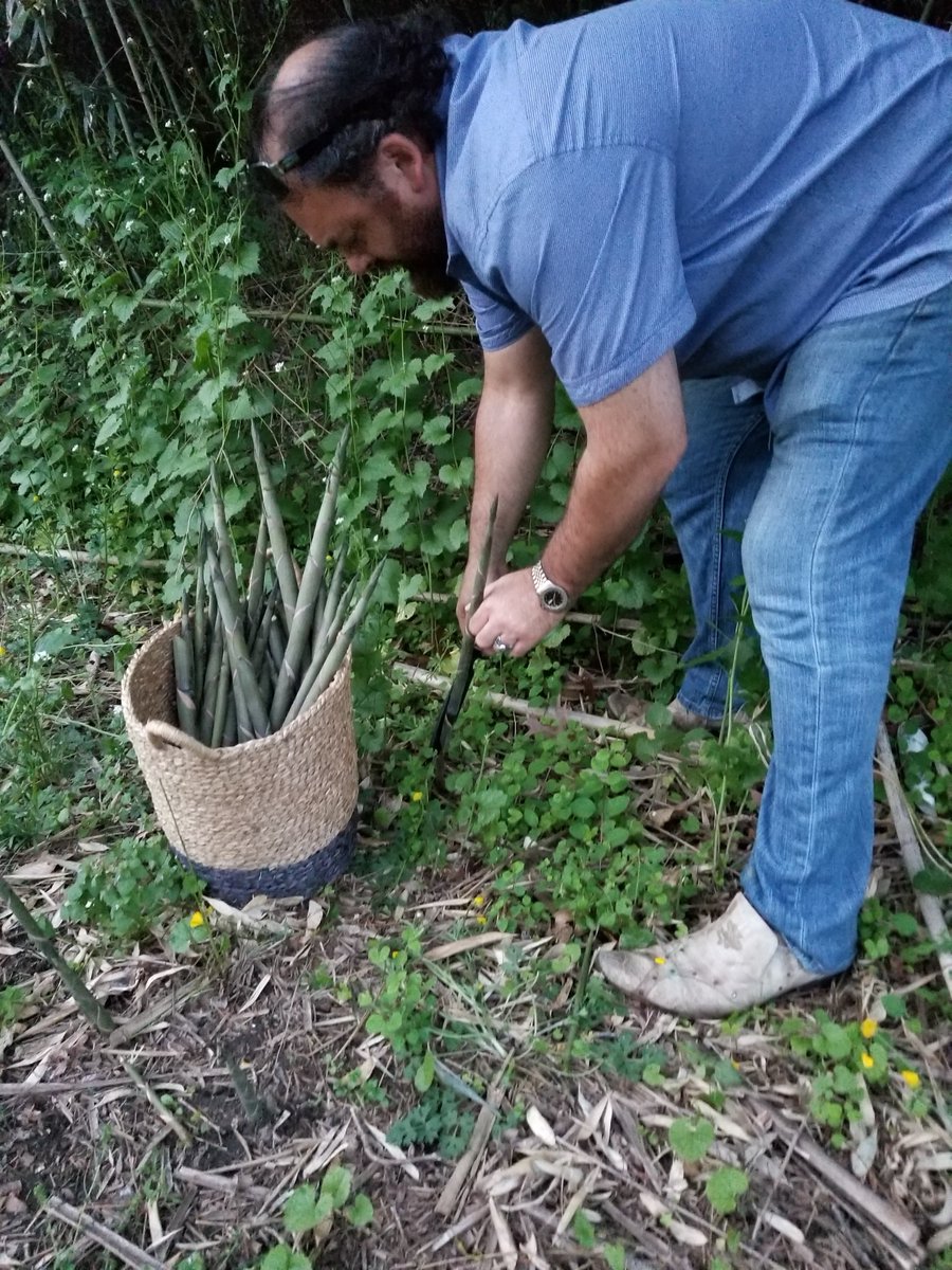 This is Chef Arie Pavlou of <a href="/BistroEte/">Bistro Été</a> in Water Mill out foraging for Long Island bamboo, just like I taught him! I'm so proud! This is going in my cookbook! Can't wait until the <a href="/danspapers/">Dan's Papers</a> event at the Bistro tomorrow! #sexychef #TuesdayThoughts #restaurants #nomnomnom