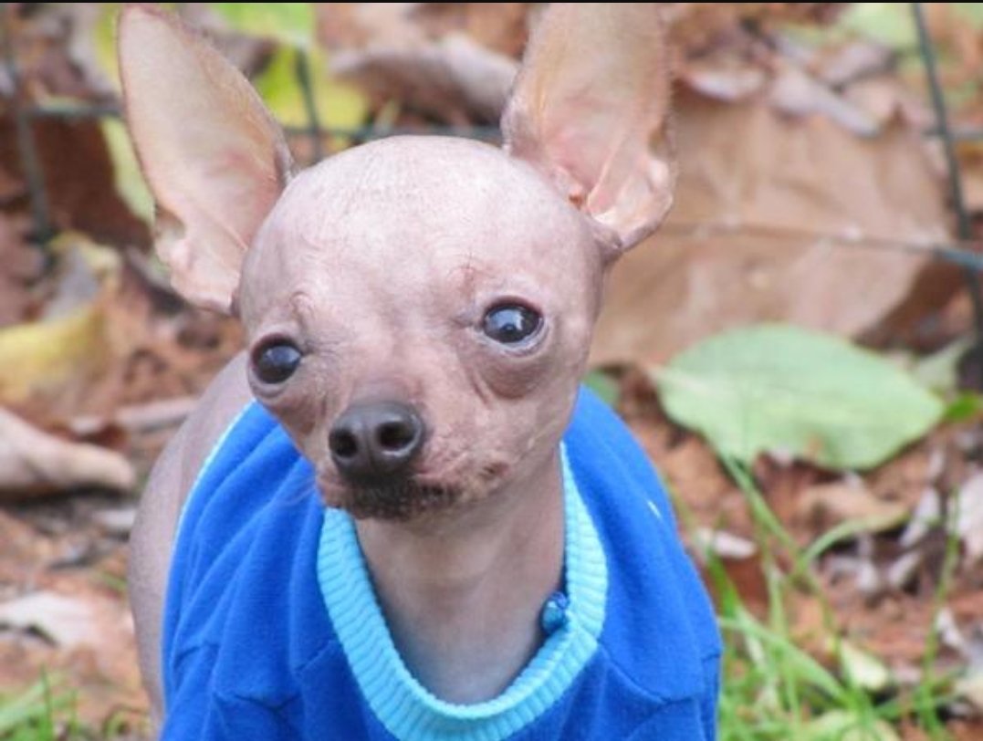 The noble Xoloitzcuintli is Madra Meicsiceach Gan Fionnadh (Mexican hairless dog) as Gaeilge.