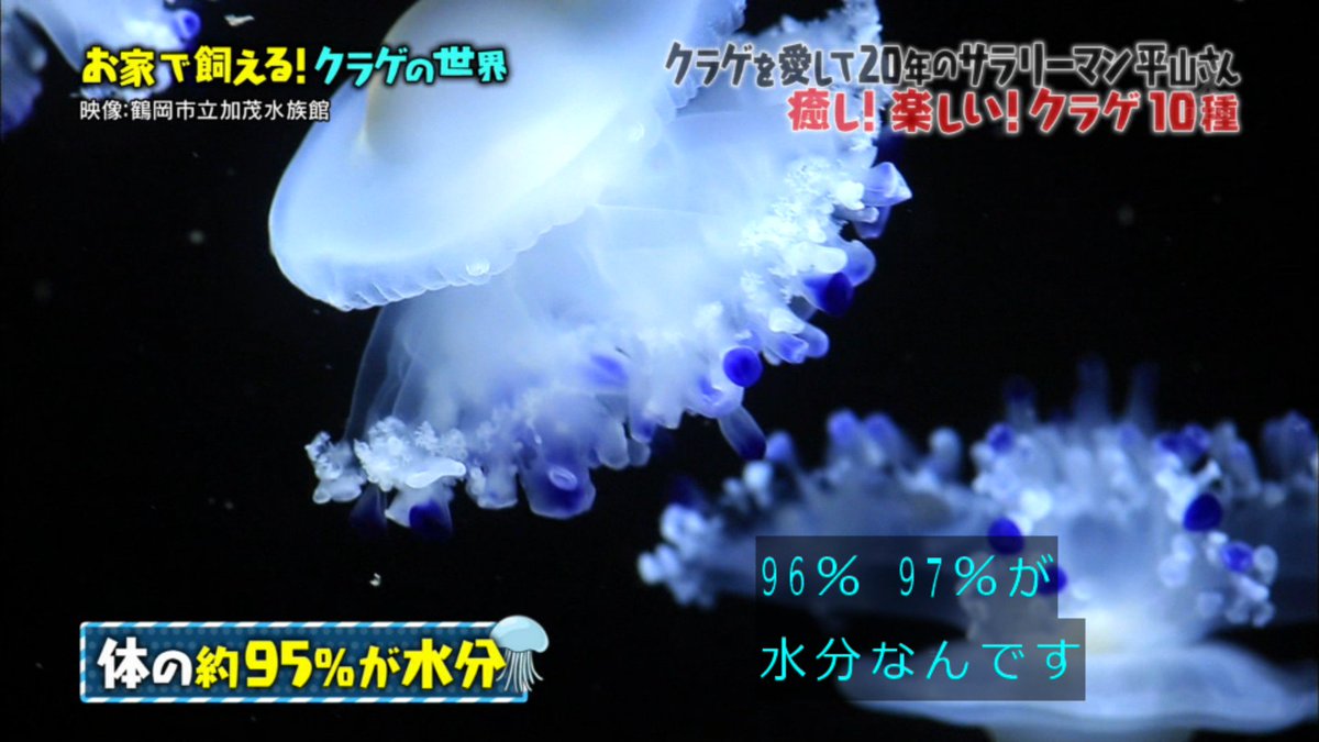 クラゲを持ち歩き クラゲの歌を作る クラゲ歴年の案内人 マツコの知らない世界 Togetter