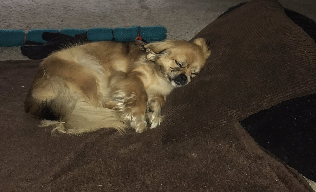 FlaToCali's tweet image. My lazy pup #prapso #shihtzu