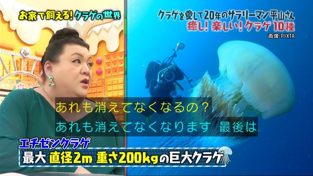 クラゲを持ち歩き クラゲの歌を作る クラゲ歴年の案内人 マツコの知らない世界 Togetter