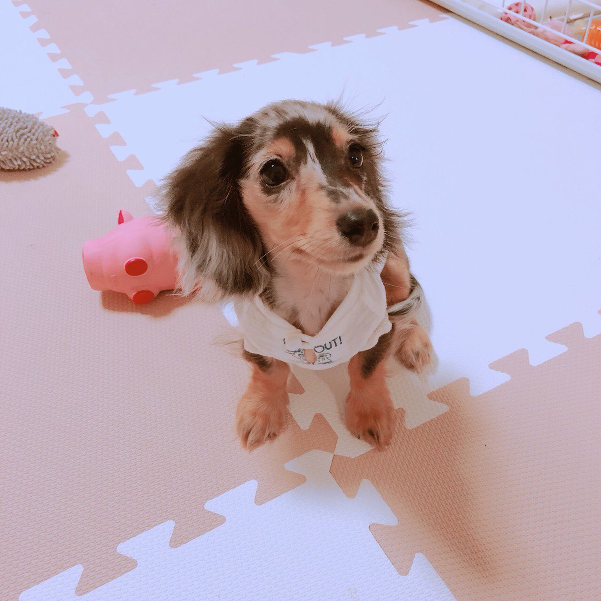 石原夏織 Staff 今日むーちゃんのお洋服を買ってあげたよ スヌーピー なんだ でもむーちゃんは服が気になって気になって コロコロ転がっちゃってたよ 可愛いけど ちょっぴり可哀想になっちゃった お洋服似合うでしょ むー夏織