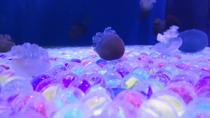 マツコの知らない世界 お家クラゲの世界 可愛くて癒される人続出 まとめダネ マツコの知らない世界 お家クラゲの世界 可愛くて癒される人続出 まとめダネ