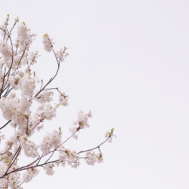 _kristinb's tweet photo. 🌸🌸🌸.
.
.
.
.
.
#acolorstory #learnminimalism #vscogrid #vscovisuals #mindtheminimal #livefolk #lifeofadventure #liveauthentic #capturerad #bedarling #thatsdarling #darlingmovement #darlingweekend #stayandwander #peoplescreatives #instamagazine_ #flas… https://t.co/enVIZKt7Zr https://t.co/FqZpGCg5lK