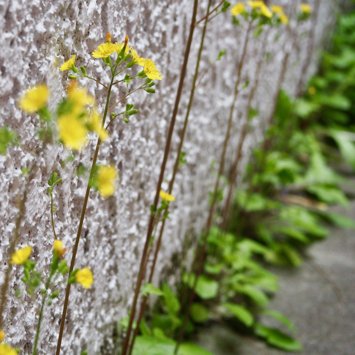 かんだた Pa Twitter 店の入口の塀のところに 雑草が生えてきました つい 取らずにおいたら 黄色い花が咲きました お客様が教えてくれたのですが これは鬼田平子 オニタビラコ という草なのだそうです 雑草とまとめて呼んでしまいますが どんな草にも名前が