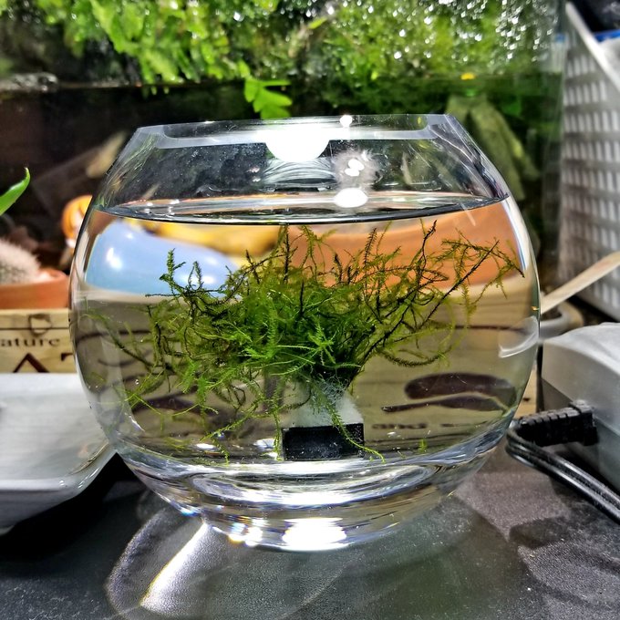 メダカ水槽のレイアウトを簡単おしゃれに 初心者でもできるテク 讃岐うどんを食べつくす 香川県民つばきのブログ