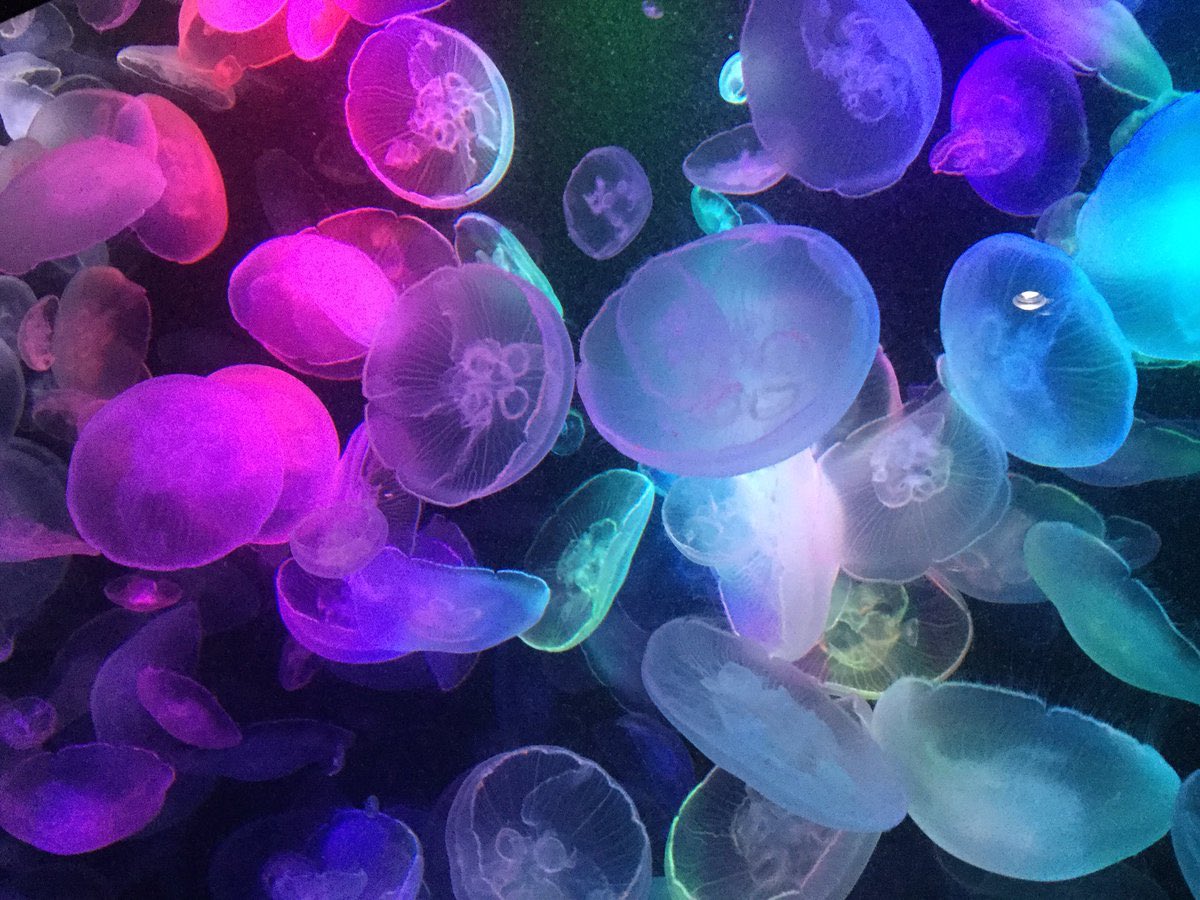 画像 クラゲなら クラゲラーメンも食べられる 山形県鶴岡市 加茂水族館に おいでよ マツコの知らない世界 T Co Fqm7o0u1aw まとめダネ