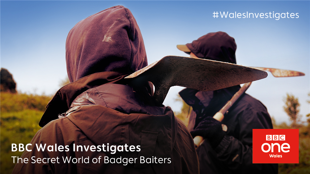 BBCWales's tweet photo. BBC #WalesInvestigates breaks new ground infiltrating and exposing the brutal world of #BadgerBaiting.

📺 Tonight, @BBCOne Wales, 10.35pm
ℹ️ Background here: https://t.co/RlaZmRotuv https://t.co/Xoilwzf51T