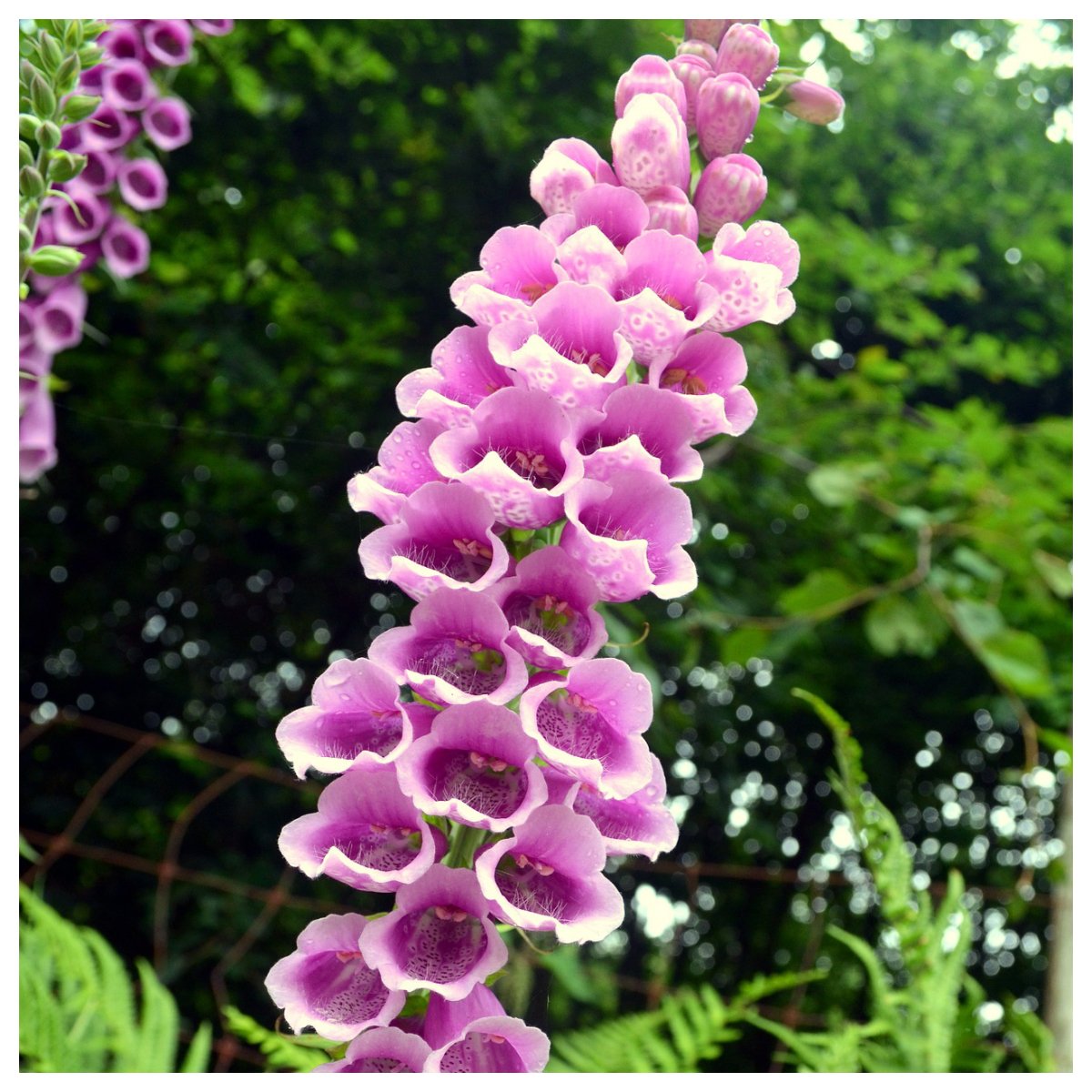 We are Celebrating the start of the Chelsea Flower Show today with a stunning 'classic': 

Foxglove, the cottage garden flower!

With its vibrant, bright colours, it adds character to every garden.

#flowers #show #gardening #chelsea #flower #show