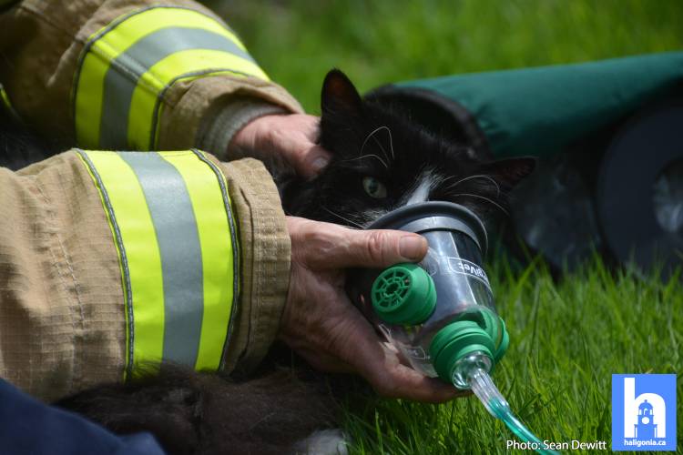 HaliBreaking's tweet photo. A cat was rescued and tended to by EHS and fire.   You can clearly hear him meowing over the noise in the area https://t.co/6Q8ySDCBFq