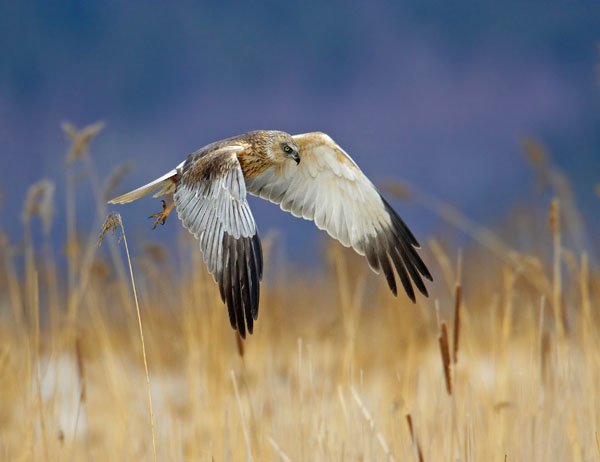 Het was een fantastische Nationale Vogelweek 2018!!! Alles excursieleiders en deelnemers bedankt voor jullie geweldige enthousiasme!