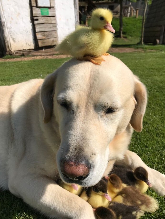 OfficialJoelF's tweet photo. GOOD BOY ALERT! This doggo took care of lonely ducklings (pic: Mountfitchet Castle) https://t.co/EY5gHJ6qwO