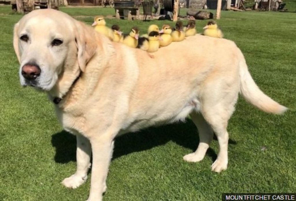 OfficialJoelF's tweet photo. GOOD BOY ALERT! This doggo took care of lonely ducklings (pic: Mountfitchet Castle) https://t.co/EY5gHJ6qwO